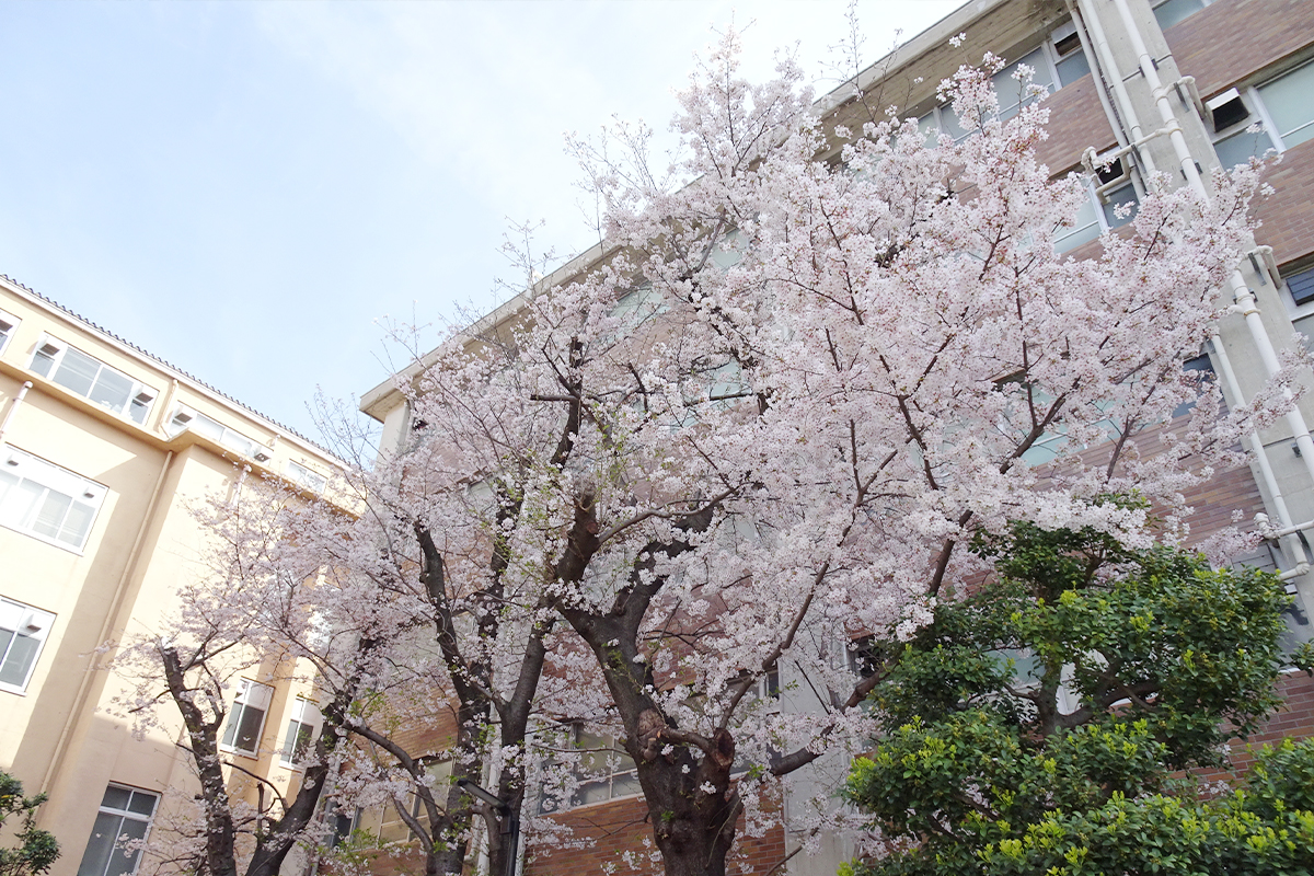 w_旗の台キャンパス3号館の桜